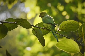 Green parrot in ranthambore national park, India