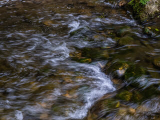 stream in the forest