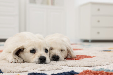 Cute little puppies lying on carpet at home. Space for text