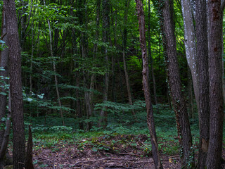 green forest in spring time