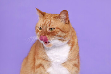 Fototapeta na wymiar Cute cat licking itself on lilac background