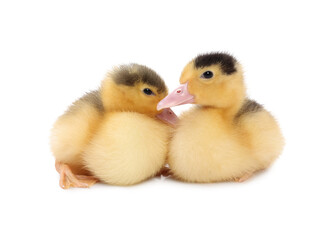 Baby animals. Cute fluffy ducklings on white background