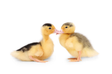 Baby animals. Cute fluffy ducklings on white background