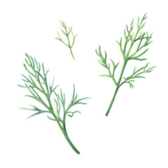 The green dill culinary herb set. Hand drawn botanical watercolor illustration for menus, labels, package