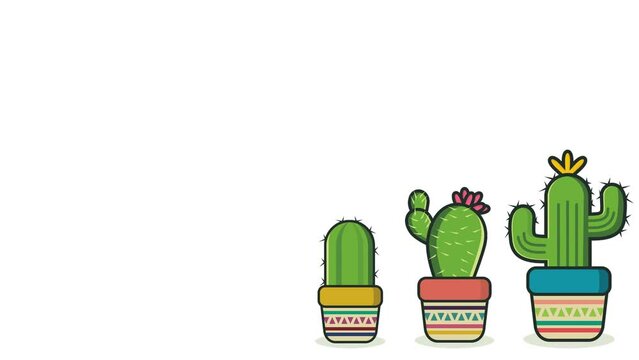 four cactus plant animations