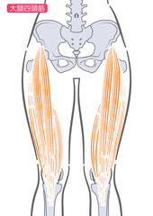 女性の大腿四頭筋