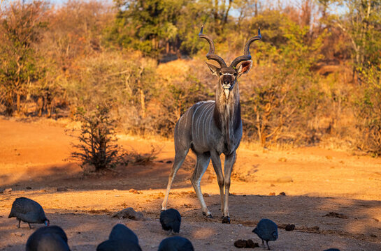 Impressive Nyala male Tragelaphus angasii standing and posing