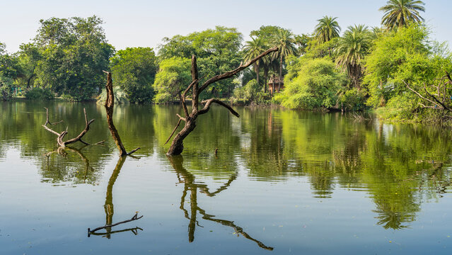 Picturesque dry driftwood of a bizarre shape rises above the surface of a quiet lake. A mirror image in the water. There are lush thickets of green vegetation on the shore. India. Keoladeo 