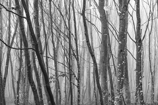 Black and white photo of an autumn forest. Romantic, misty, foggy wilderness. Vintage looking nature concept