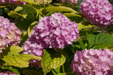 Pink hydrangea hortensia flower, pink bokeh background. Side view, copy space for text, product...