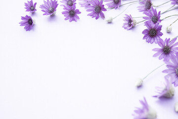 Composition of purple flowers, Xeranthemum annuum ,on white background. The concept of summer, spring, holiday. Top view, flat lay, copy space for text. - obrazy, fototapety, plakaty