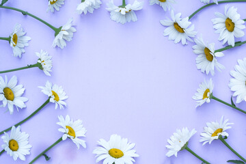 Daisy flowers lying as a round frame on soft purple background. Floral summer composition. Nature concept. Minimal style. Top view. Flat lay, copy space for text.