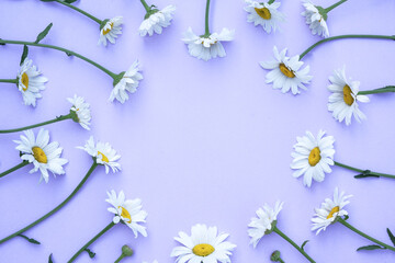 Creative pattern made of daisy flowers lying as a round frame on soft purple background. Floral summer composition. Nature concept. Minimal style. Top view. Flat lay, copy space for text.