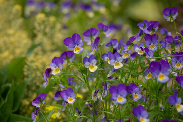 pansies yellow and purple 