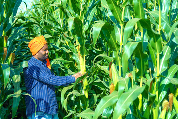 young indian farmer showing corn at corn field. © Pratik Patil