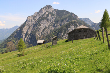 Fototapeta na wymiar Alpenfrühling auf der Postalm; Blick zum Rinnkogel (1822m, Salzkammergut-Berge)