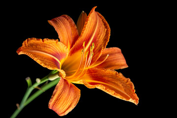orange lily on black