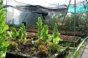 Salad trees and vegetables grown in greenhouses.