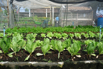 Salad trees and vegetables grown in greenhouses.