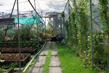 Salad trees and vegetables grown in greenhouses.