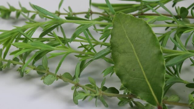 herbes aromatiques isol&eacute;es sur un fond blanc