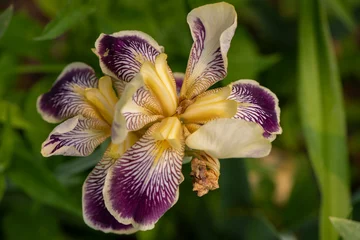 Deurstickers yellow and purple iris © SarahJeanGreen