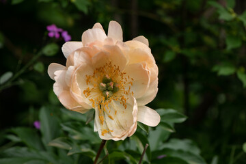 white open peony