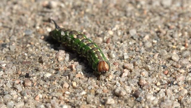 A green caterpillar crawls on the ground - closeup