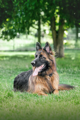 German shepherd dog lies on the grass in the park