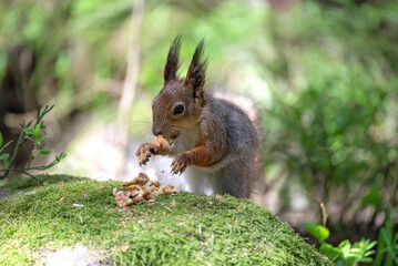 Naklejka na ściany i meble A playful squirrel indulges in the delicious bounty of walnuts amidst the serene embrace of the forest. The photograph captures the essence of nature's harmony