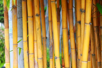 Background picture of yellow bamboo (Bambusa vulgaris)