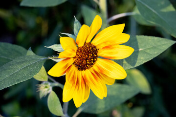 Orange Gelbe Sonnenblume