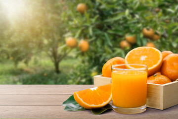 Fresh orange juice and orange fruit on wood table with orange tree in garden background.