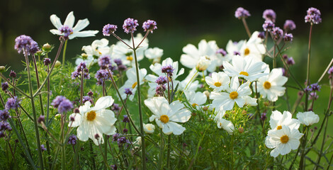 onętek, kwiaty kosmos i werbena patagońska w wiejskim ogrodzie, łąka kwietna