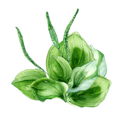 Plantago broadleaf medicinal plant watercolor illustration isolated on white background. Plantain, green leaves, useful herb, psyllium hand drawn. Design for label, package, postcard © Ekaterina Lanbina