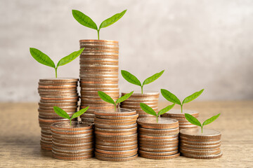 Tree plumule leaf on save money coins, Business finance saving banking investment concept.