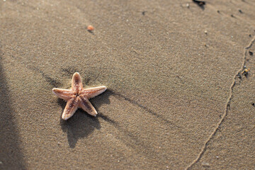 small starfish lying on the beach