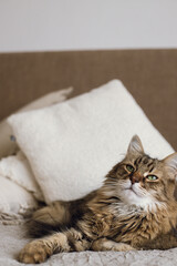 Cute cat lying on bed in stylish modern room. Pet and cozy home. Portrait of adorable serious tabby cat relaxing on blanket and pillows. Mixed breed Maine Coon