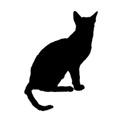 Sitting Siamese Silhouette Good To Use For Element Print Book, Animal Book and Animal Content