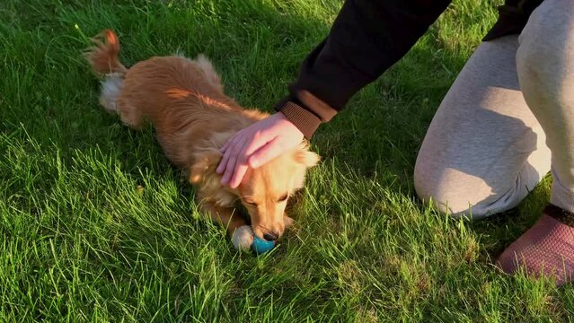 The child pets the dog. The dog chews on the ball. Playful pet. Childhood, little friend and summer. Entertainment. Communication with animals. Love and care. Our smaller brothers. Outdoor activity.