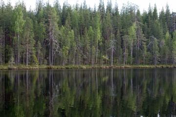 Obraz premium Mountain, northern rivers with rocks and a waterfall. Republic of Karelia