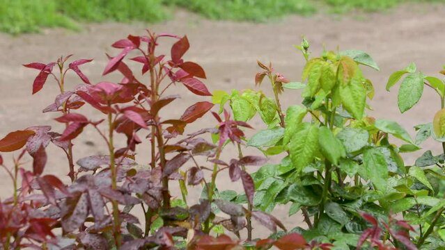 Plants in the rain 