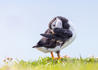 Puffin portrait