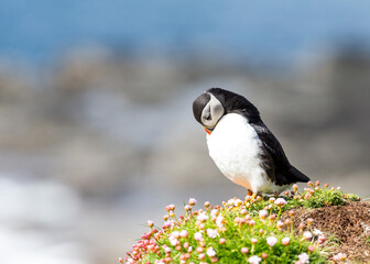 Puffin in thought