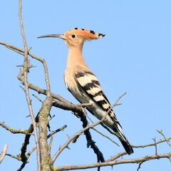 Upupa epops posing for me on the branch at daylight.