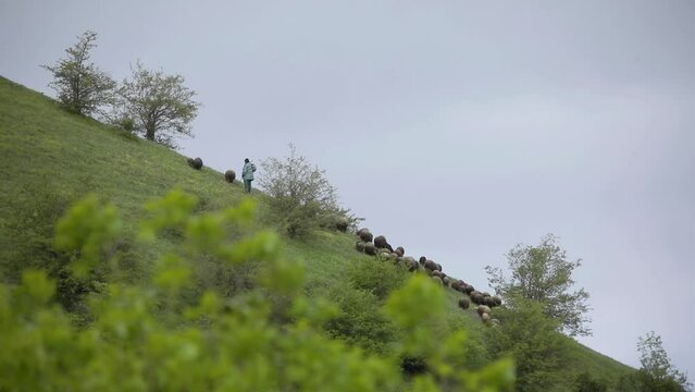 shepherd and his sheep on the Аrmenian mountains