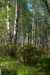Juniper northern forest. Young juniper bushes in the Karelian Republic