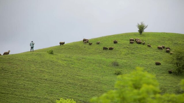 shepherd and his sheep on the Аrmenian mountains