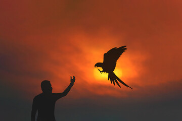 Silhouette of people was enchanted with the parrot free flying in the sky at sunset.