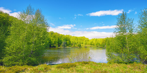 Naklejka na ściany i meble landscape with forest lake. forest reflecting in the water surface. sunny weather in spring